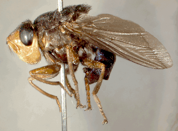 4-Botfly